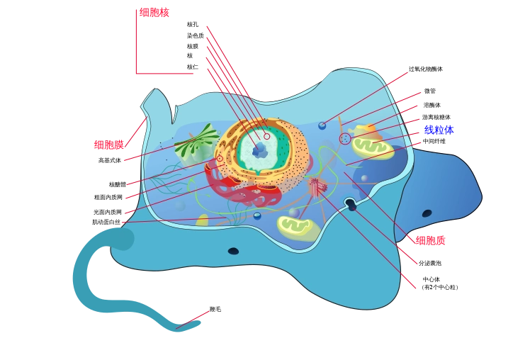 animal_cell_structure_zh-hans.svg.png