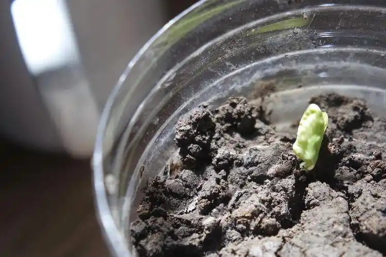 牵牛花居然发芽了