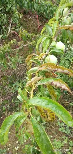 我家李子树的这个很严重打什么药