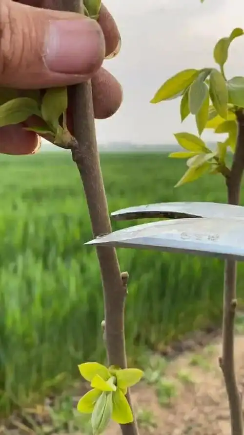 柿子树嫁接技术教程嫁接方便快捷手残党都可以学会哦