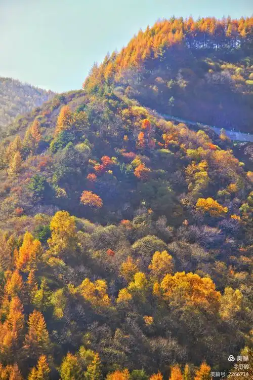 秋染六盘山,层林尽染正迷人