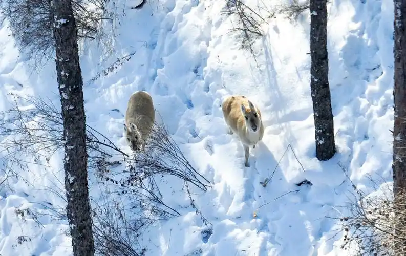 野生黄羊狍子组团跑进阿尔山市区
