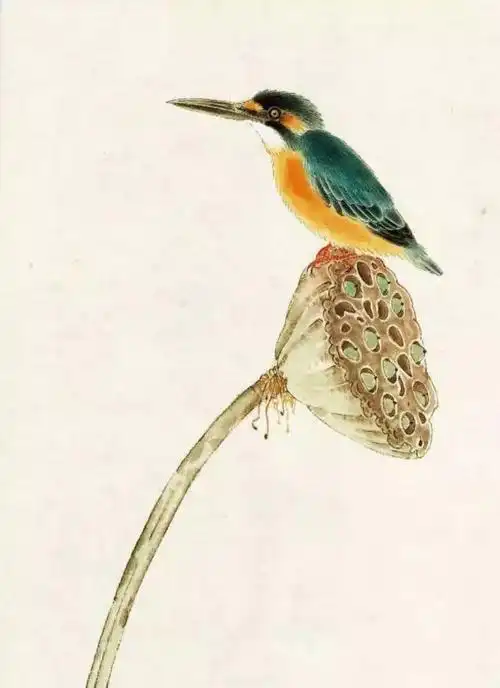 【国画教程】莲蓬翠鸟的画法