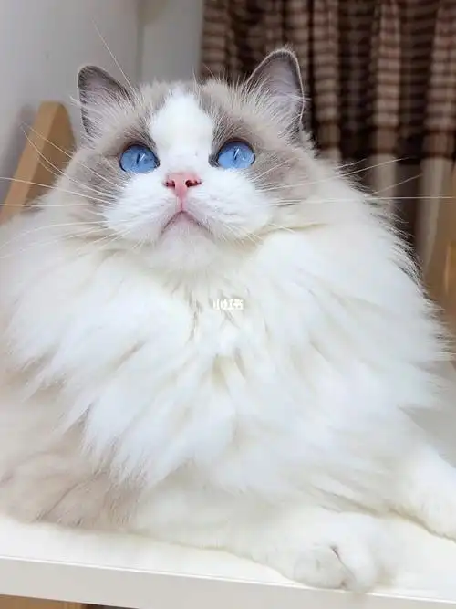 蓝双布偶猫仙气飘飘