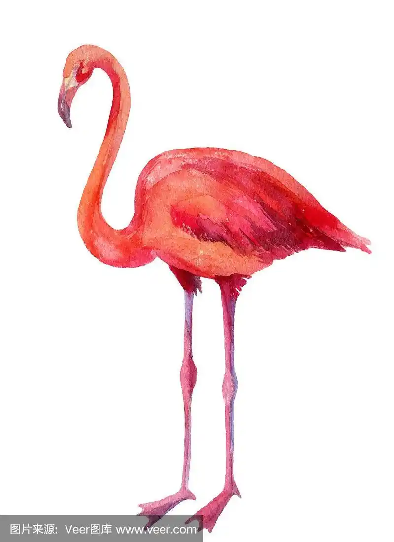 粉红色火烈鸟的水彩插图