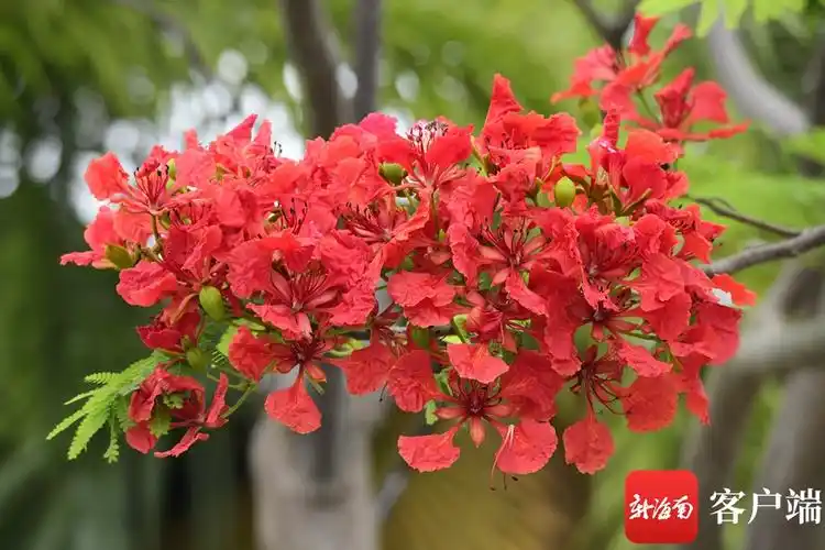 入夏以来,海口街头的凤凰花肆意盛开.记者 陈卫东 摄