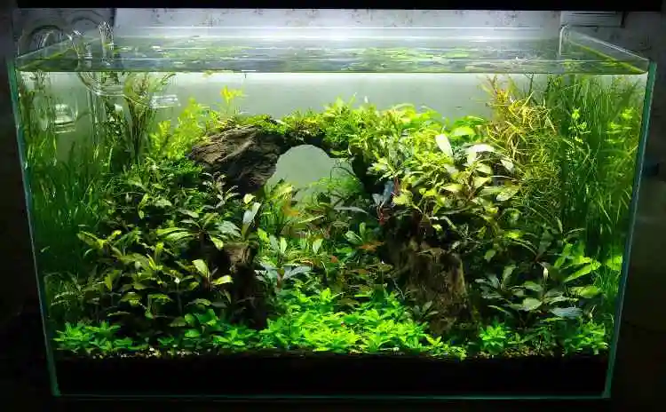 60cm草缸造景优秀作品图片展