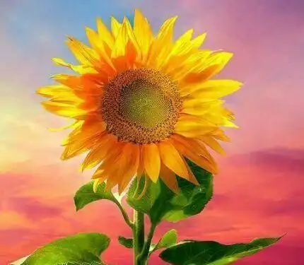 人生有个好身体健健康康有个好心态开开心心一生足矣