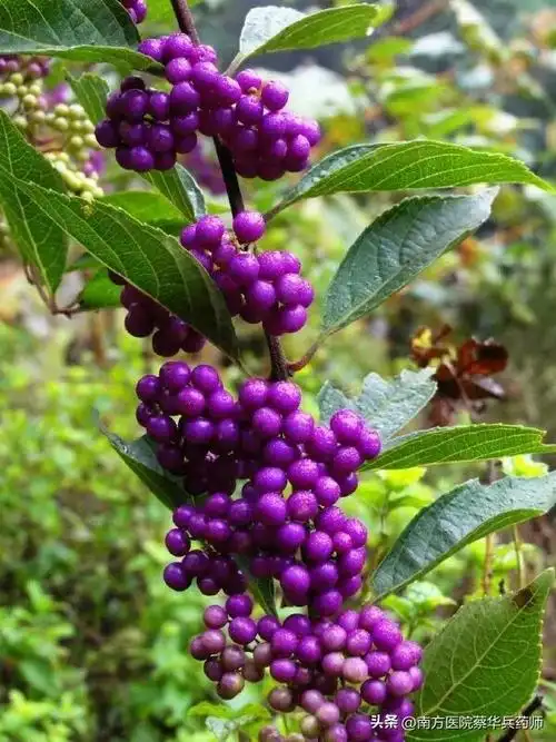 紫珠草的功效与作用 植物与健康 第1张