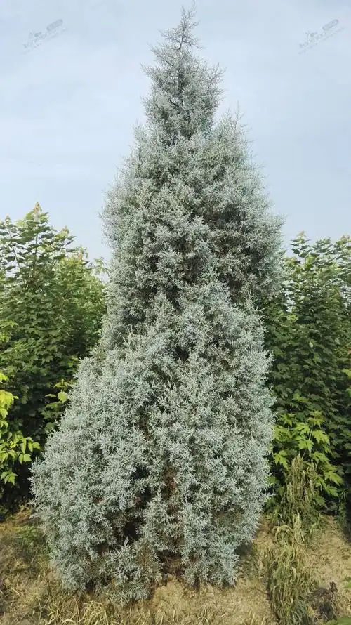 0公分蓝冰柏价格_自然高420.0丨冠幅140.