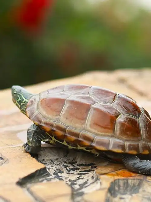 中华草龟 草龟活物 草龟大 特大 活体招财放生乌龟宠物龟食用 2.4-2.