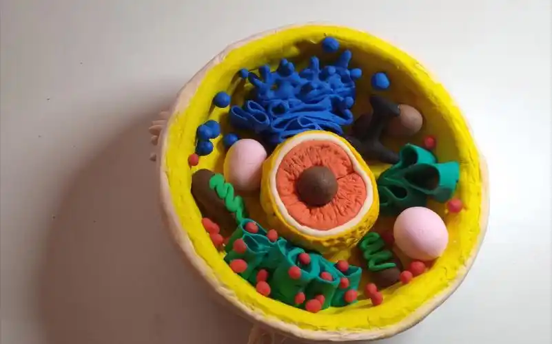 动物细胞模型_哔哩哔哩_bilibili