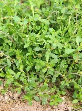 鹅仔不食草新鲜纯天然正宗中药材