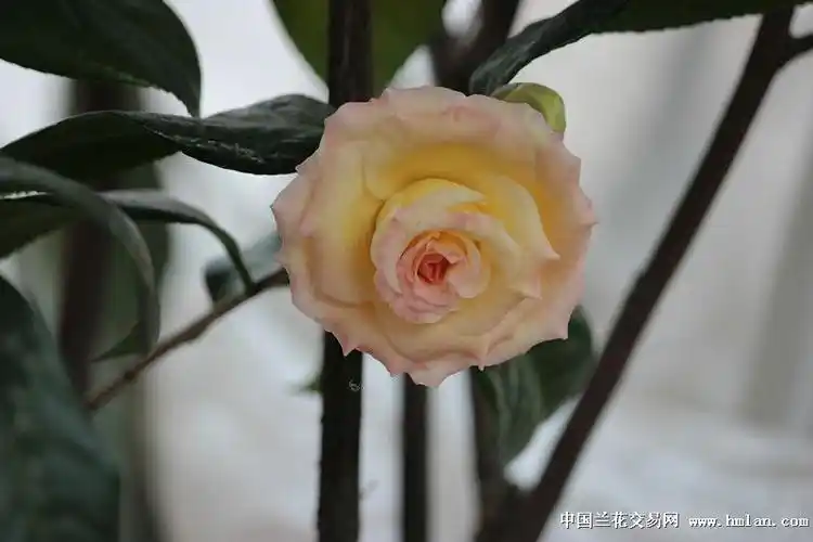 很不错的茶花黄的旋律