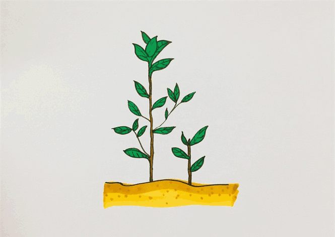 茶树简笔画茶树简笔画儿童