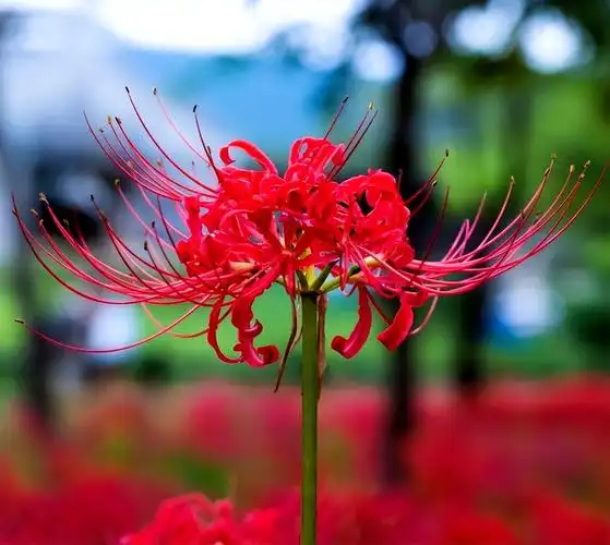 "冥界四花"是指哪4种?大部分人认识3种,第4种也叫死亡之花