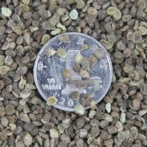 勿忘草种子,勿忘我种子,花园庭院园林绿化工程花卉种子,批发