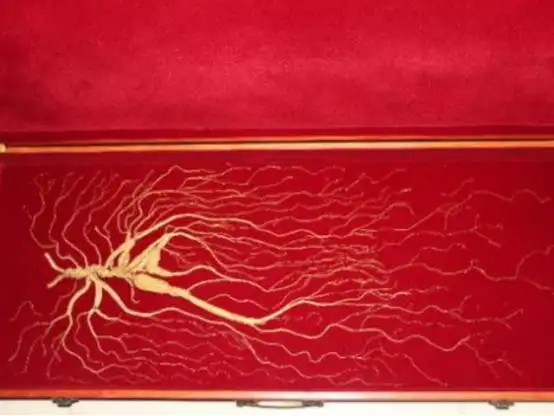 世界上生长最久的人参王参须就长达160cm最低价值2000万