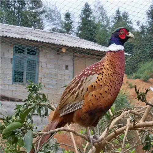 七彩山鸡苗供应-脱温七彩山鸡苗活体信诚养殖基地-全国批发-特种家禽