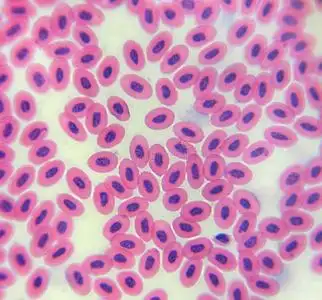 鸡卵发育显微镜下的鸡红细胞(血涂片鸡)显微镜下的鸡红细胞(血涂片鸡)