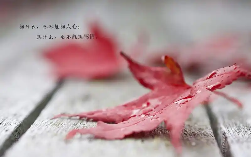 树叶黄了人心凉了带字图片