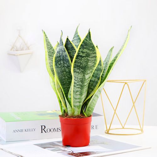 小冤家大虎皮兰金边盆栽绿植花卉室内客厅水培好养净化空气 金边大号