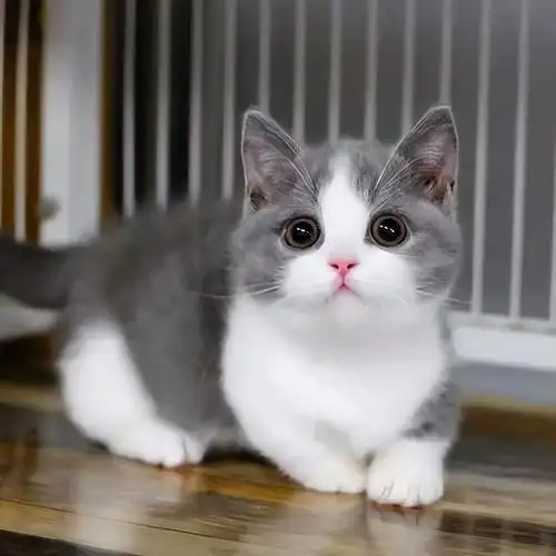 曼基康短腿猫多少钱一只,曼基康短腿猫价格 - 知乎