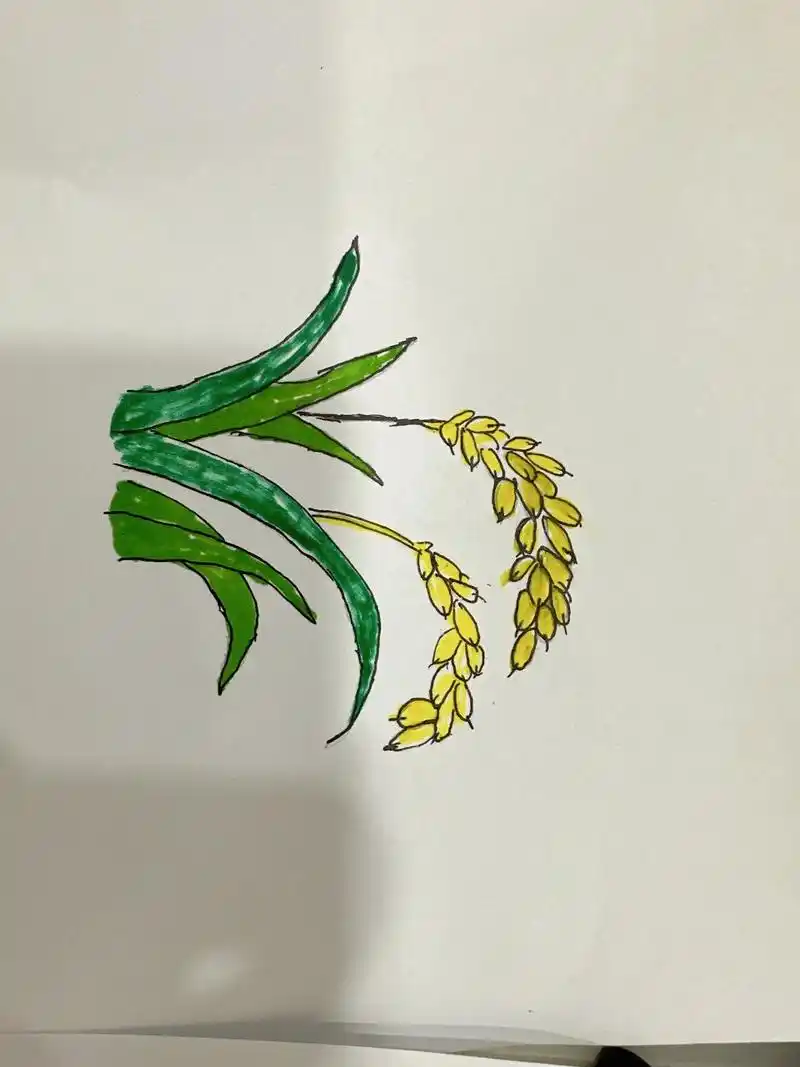 幼儿园简笔画 水稻,小麦,红薯,土豆,玉米.
