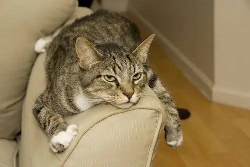 interesting information on the chubby and cuddly tabby cats