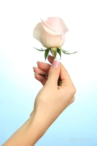 蓝色背景上的玫瑰美丽的女人手