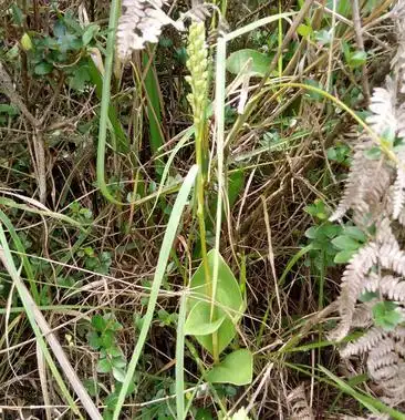 云南野生双肾草