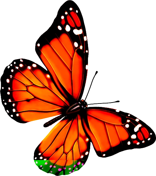 后期装饰常用的免抠图png格式蝴蝶图片素材53p