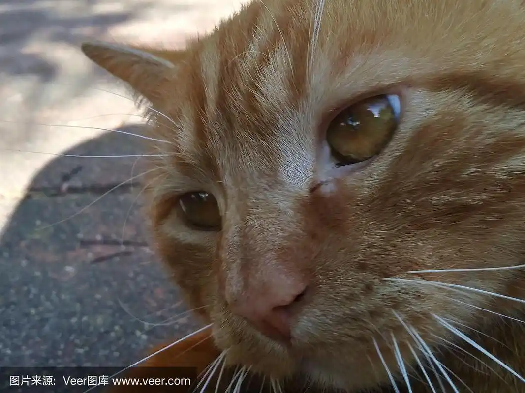 一只长着棕色眼睛的虎斑猫在室外摇晃着的手