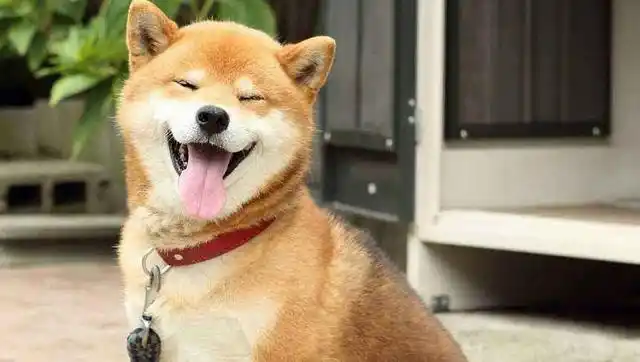 看到主人回到家,这只柴犬高兴的不得了,太可爱了!