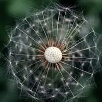 充满朝气的花朵唯美意境蒲公英头像图片200x200像素