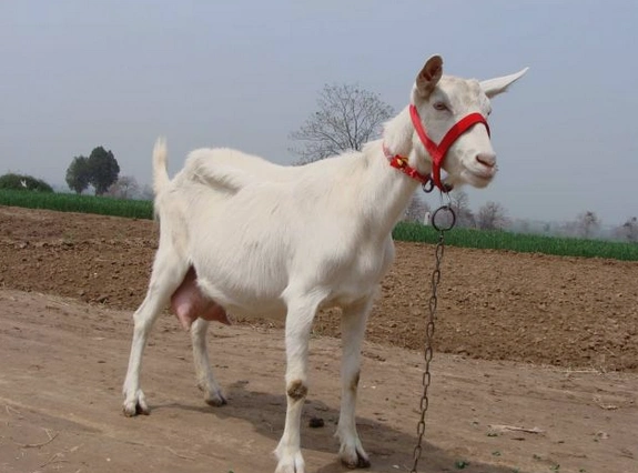 关中奶山羊