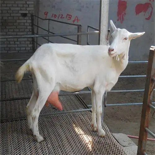 青海奶山羊养殖活体羊纯种公羊养殖场供应鸿泽牧业