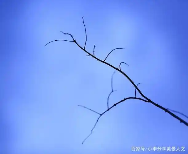 普通的树枝能拍出空灵的效果吗?他用一组照片诠释树枝的灵气
