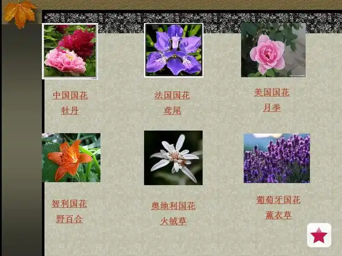 《各国国花模板》ppt课件.ppt