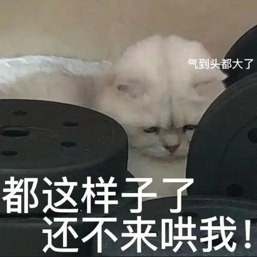 猫猫表情包第四弹吵架撒娇专用