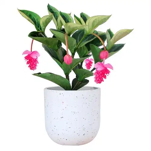 宝莲灯花盆盆栽灯笼高端花卉植物室内ins风网时令草本花卉