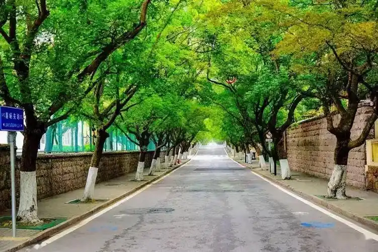 园林人必知的行道树知识