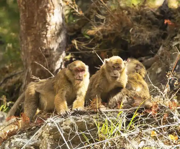 熊猴--国家一级