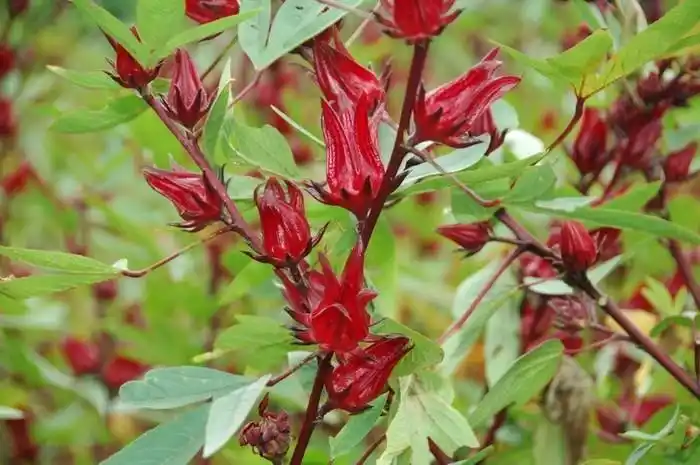 洛神花的功效与作用