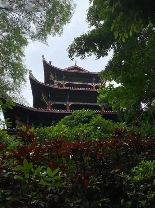 【徽韵江西】江西三大赏春胜地:婺源油菜花 赣州樱花