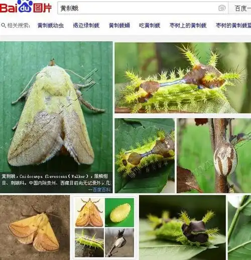 展开全部 黄刺蛾,cnidocampa flavescens(walker),属鳞翅目,刺蛾科.