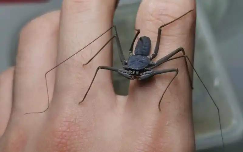 手喂一下韦氏鞭蛛