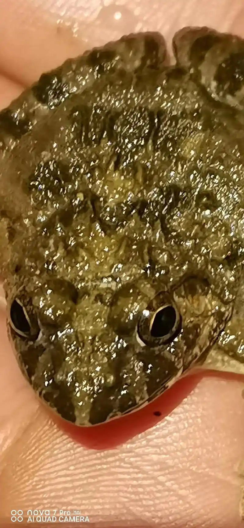 乡下野生青蛙 - 抖音