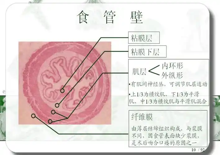 通过病例一起来学习食管影像解剖和非肿瘤性病变