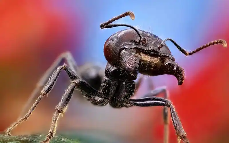 清新可爱的蚂蚁昆虫世界图片桌面壁纸高清大图预览1920x1200_动物壁纸